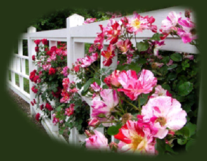 GraphicsByLiz_RosesOnAPicketFence_July2008