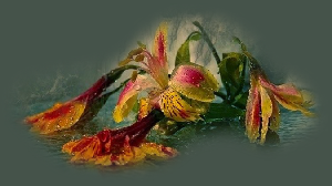 GraphicsByLiz_WiltedLilies_July2008