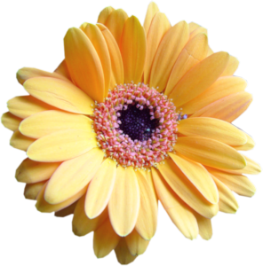 GraphicsByLiz_Big_yellow_July2008