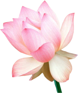 GraphicsByLiz_LotusFlower_June2006