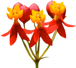 GraphicsByLiz_RedAndYellowFlower_May2008