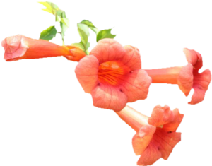 GraphicsByLiz_TrumpetVine_August2006