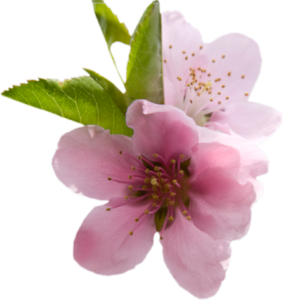 GraphicsByLiz_Serg_VS_PinkFlower_May2008
