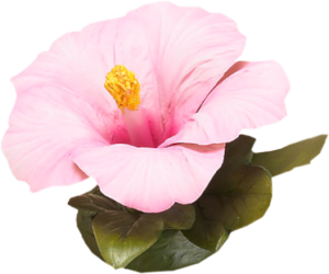 GraphicsByLiz_CapodimontePinkHibiscus_Oct2008