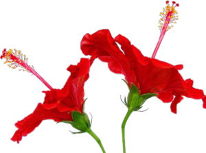 GraphicsByLiz_DoubleRedHibiscus_Oct2006