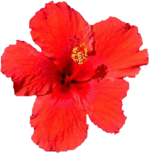 GraphicsByLiz_Hibiscus-Red-brilliant_Sept2006