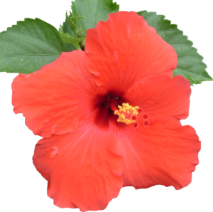 GraphicsByLiz_Hibiscus-Red_August2006