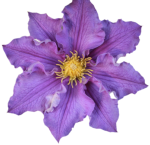 GraphicsByLiz_PurpleHibiscus_July2008