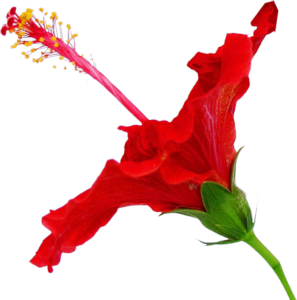 GraphicsByLiz_RedHibiscusII_August2006