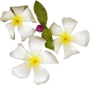 GraphicsByLiz_WhiteHibiscus_June2006