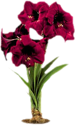 GraphicsByLiz_Amaryllisinbloom_July2006