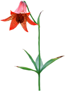 GraphicsByLiz_GraysLily_June2006