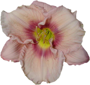 GraphicsByLiz_HemerocallisSamboWilder_August2006