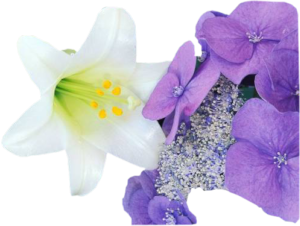 GraphicsByLiz_HydrangeaandEasterLily_June2006