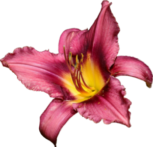 GraphicsByLiz_Lilybloom_Oct2007
