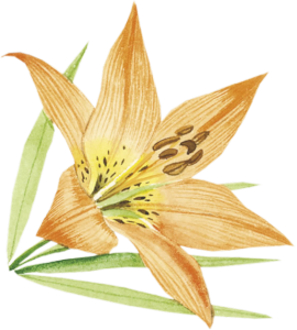 GraphicsByLiz_OrangeDayLily_August2008