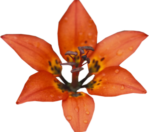 GraphicsByLiz_RockyMountainLily_July2006