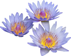 GraphicsByLiz_Threeblueflowers_April2006