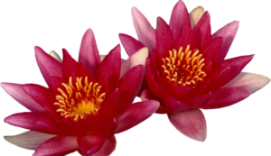 GraphicsByLiz_Water_lilies_June2007