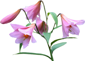 GraphicsByLiz_pinkdaylilies_August2006