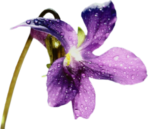 GraphicsbyLiz_PurpleFlower_Jan2008