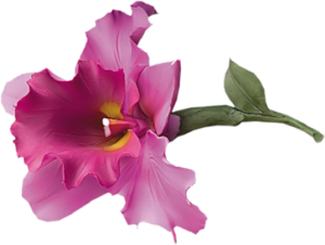 GraphicsByLiz_CapodimontePorcelainOrchid_Sept2008