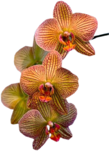 GraphicsByLiz_OrchidSpray_April2008