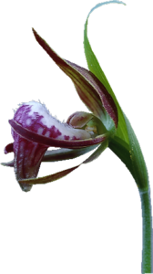 GraphicsByLiz_Rams-headLadysSlipperOrchid_August2006