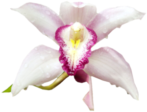 GraphicsByLiz_orchids_August2006