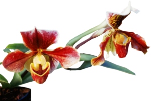 GraphicsByLiz_orchids_Sept2006