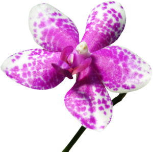 GraphicsByLiz_whiteandpurpleorchid1_Sept2006