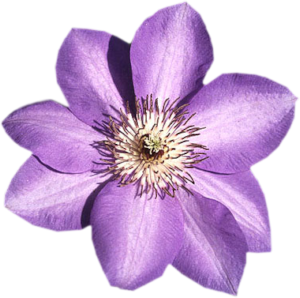 GraphicsByLiz_Clematis_hybrid_July2008