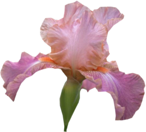GraphicsByLiz_HybridIris_June2006