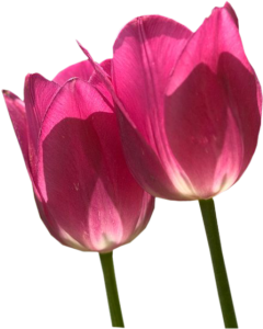GraphicsByLiz_TranslucentPinkTulips_July2006