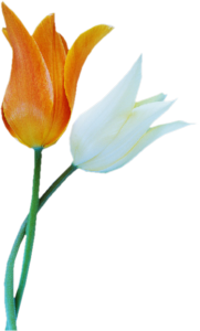 GraphicsByLiz_intertwinedtulips_August2006