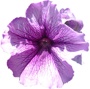 GraphicsByLiz_purpleflower_March2007