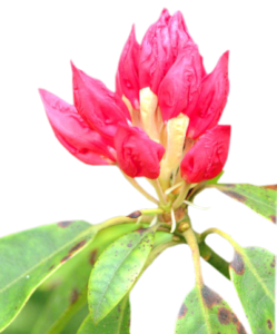 GraphicsByLiz_RhododendronBud_June2006