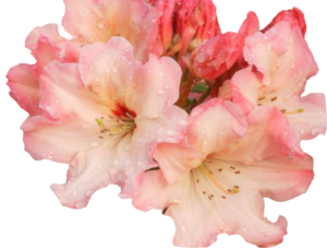 GraphicsByLiz_Rhododendron_July2006
