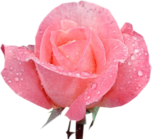 GraphicsByLiz_LovelyPinkRose_July2006