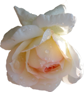 GraphicsByLiz_PalePinkRose_April2006