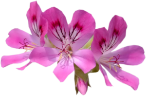 GraphicsByLiz_Pelargonium_ChicagoRose_May2008