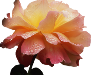 GraphicsByLiz_peachrose001_August2006