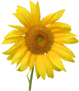 GraphicsByLiz_Sunflower_August2008