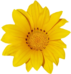 GraphicsByLiz_SunnyYellowSunflower_July2008