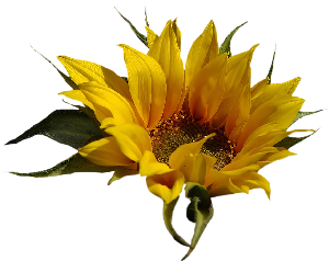 GraphicsByLiz_sunflower001_May2008