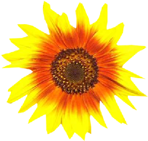 GraphicsByLiz_sunflower002_June2006