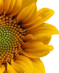 GraphicsByLiz_sunflower002_May2008