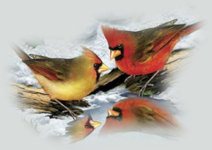GraphicsByLiz_cardinals_in_winter_Nov2007