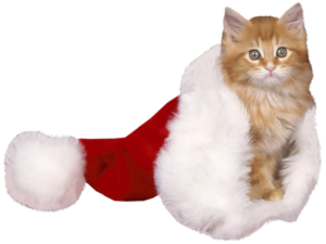 GraphicsByLiz_kitten_in_santa_hat_Nov2007