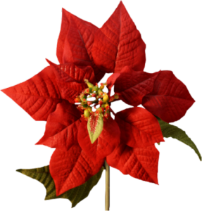 GraphicsByLiz_Poinsetta_Nov2007